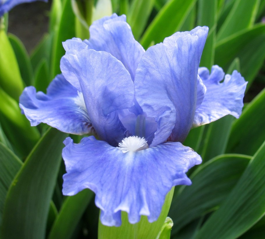 Ирис карликовый