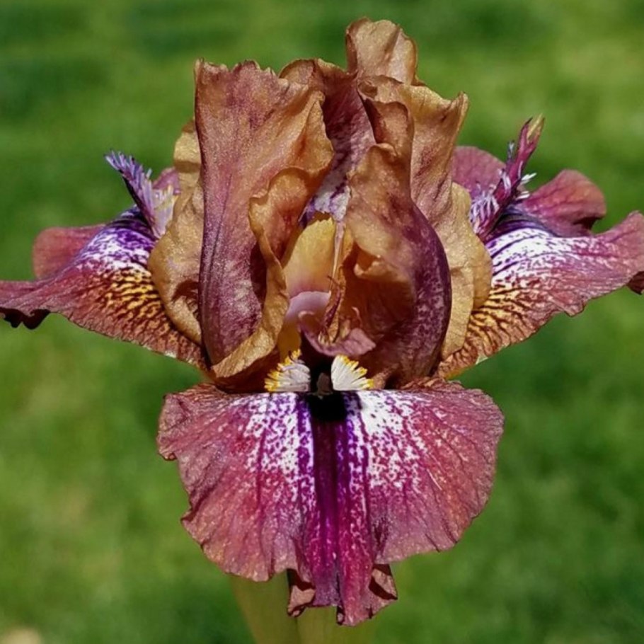 Iris humilis в Липецкой области