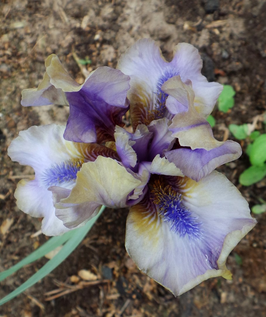 Ирис карликовый чаргольд