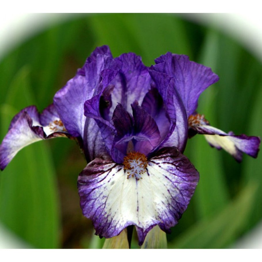 Ирис травянистый