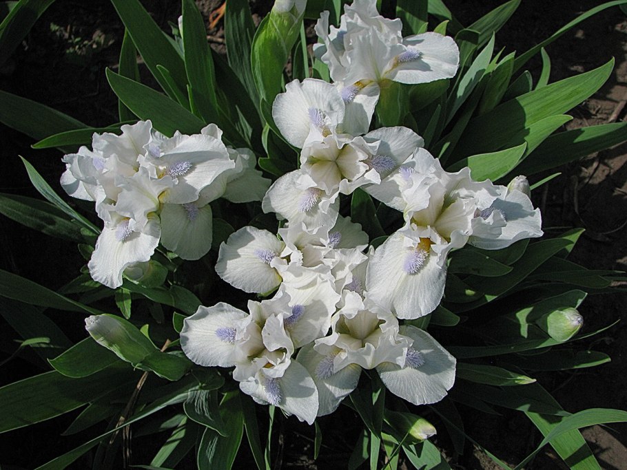 Ирис Африкан махагон