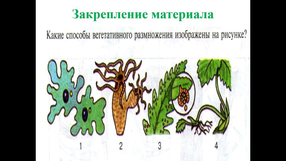Задания по биологии 6 класс по теме бесполое размножение