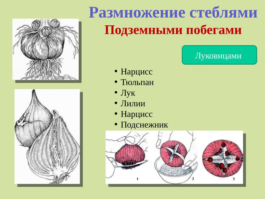 Вегетативное размножение подземными побегами
