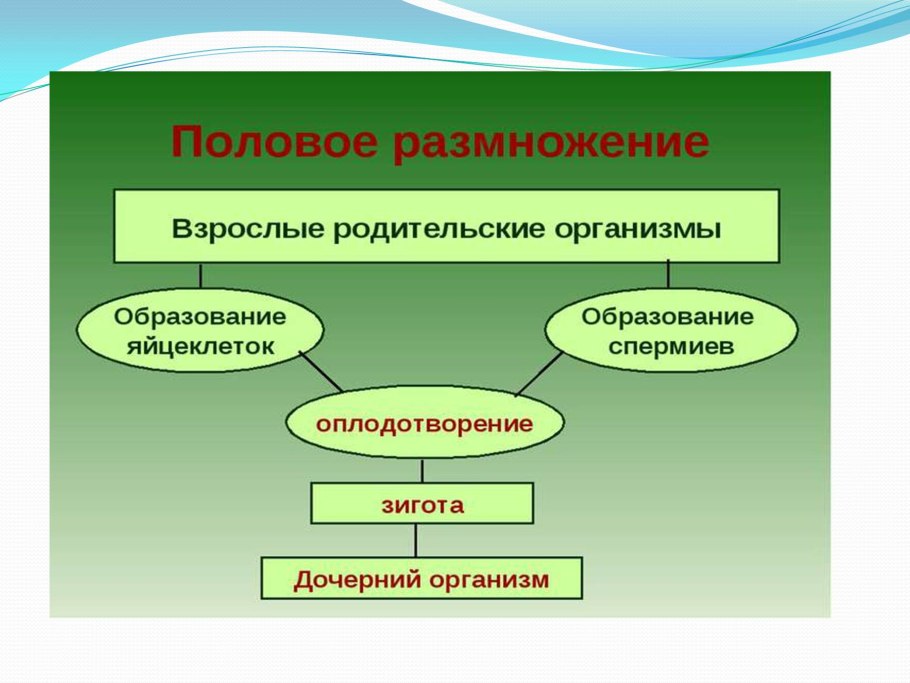 Взрослые родительские организмы образование яйцеклеток