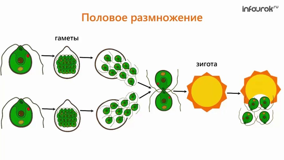 Зигота споровых растений