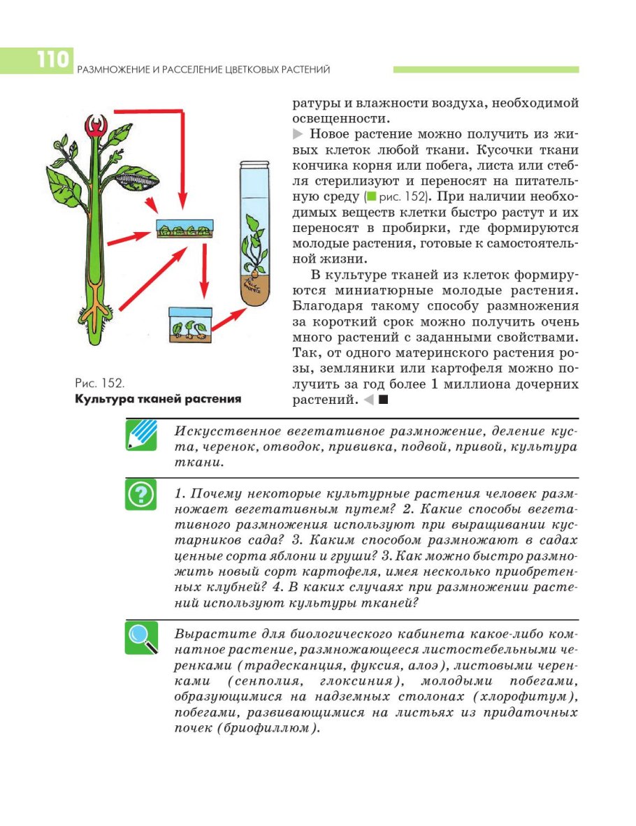Размножение и расселение растений