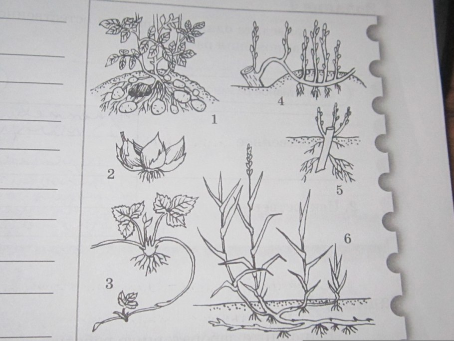 Размножение растений рисунок