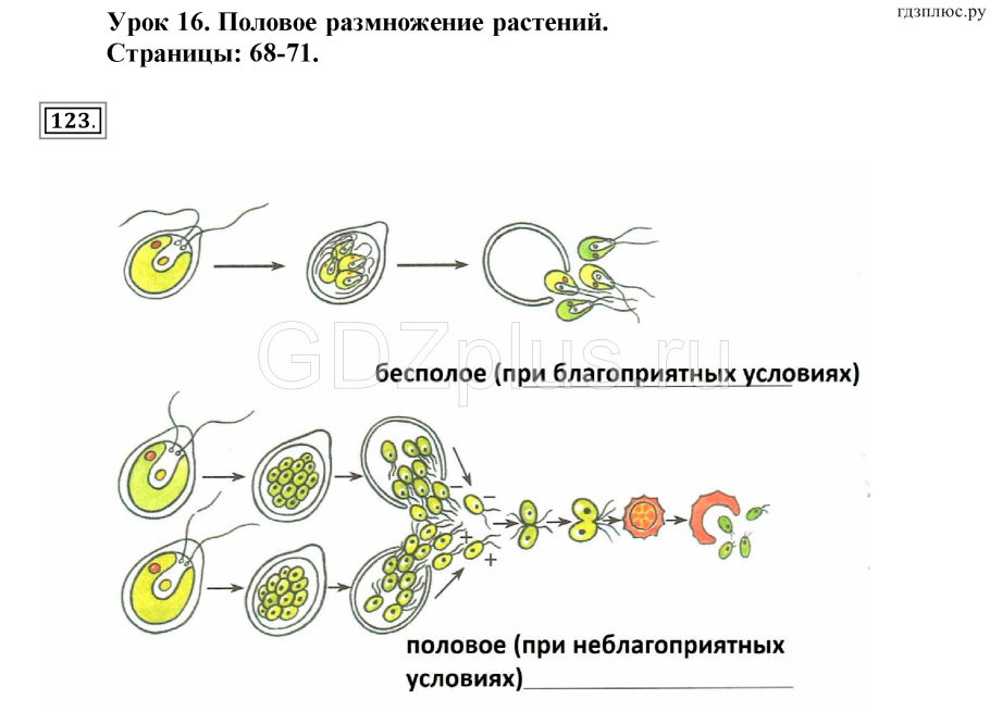 Половое размножение растений схема
