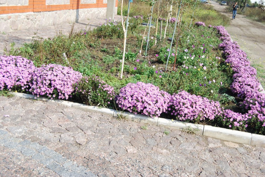 Рабатка Тунберга