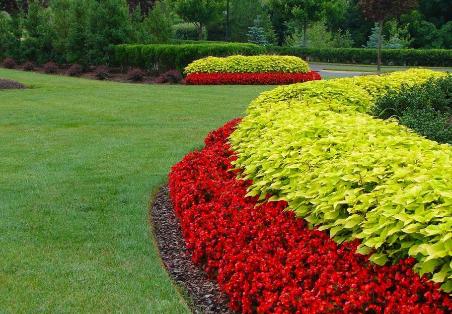 Рабатка Тунберга однолетник