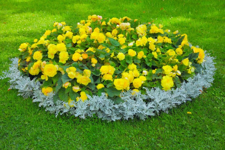 Бордюрный цветник