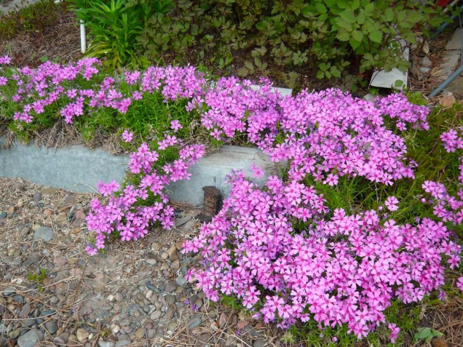 Сныть бордюрная