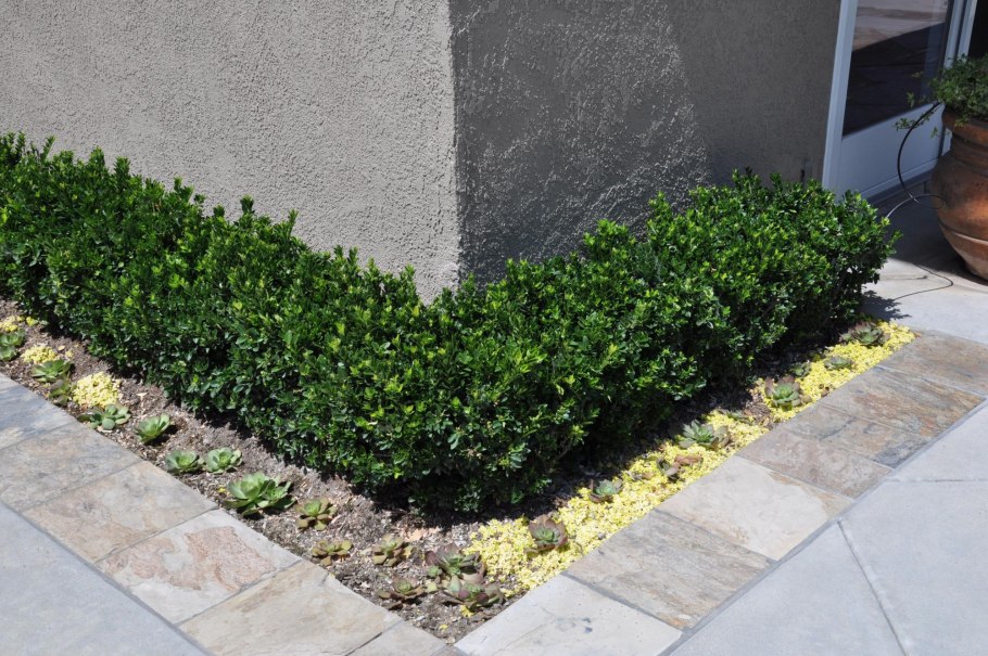 Расположение цветов на клумбе