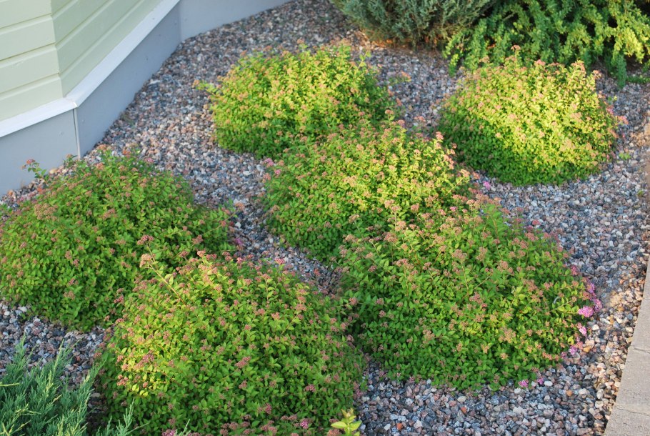 Лаванда шалфей Вереск