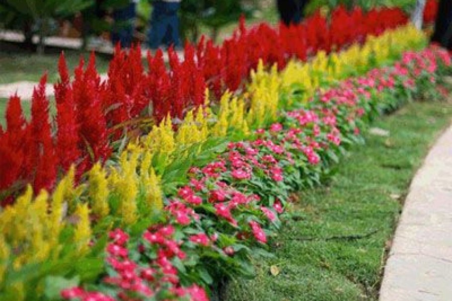 Флокс шиловидный на клумбе