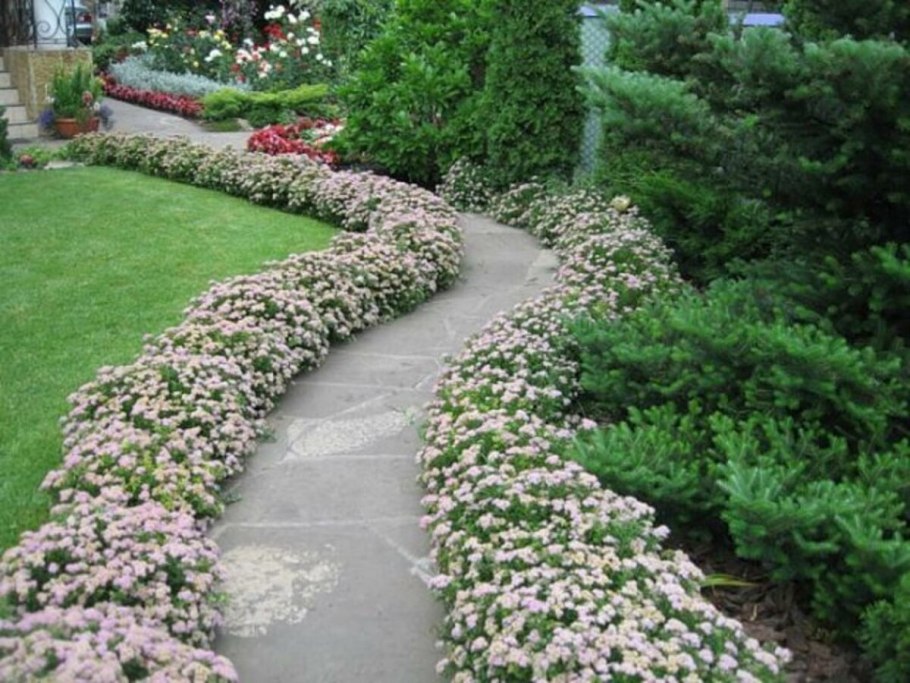 Вербена бордюрная