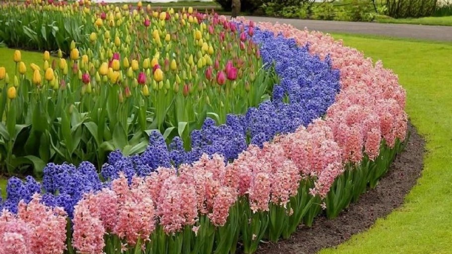 Агератум и алиссум