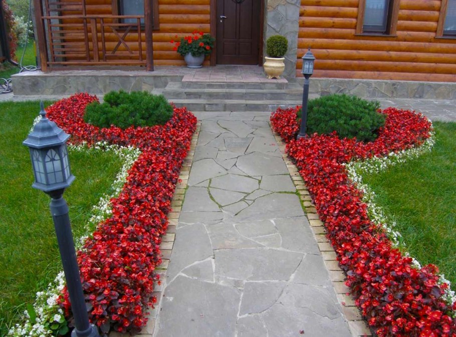 Лаванда узколистная Munstead