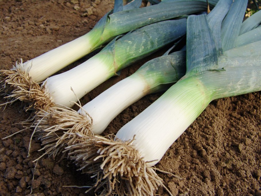 Лук-порей цветение