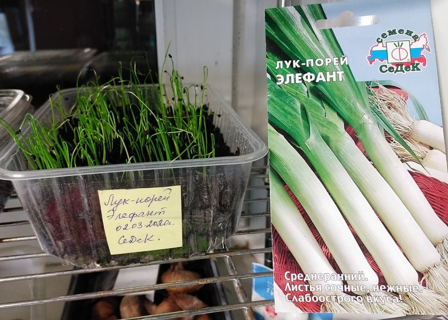 Лук порей свежий