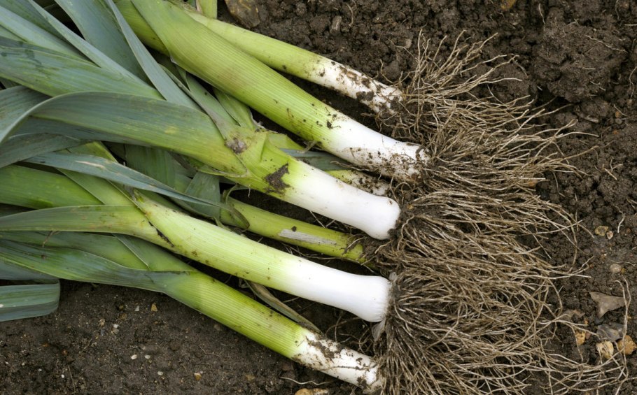 Зеленый лук Leek