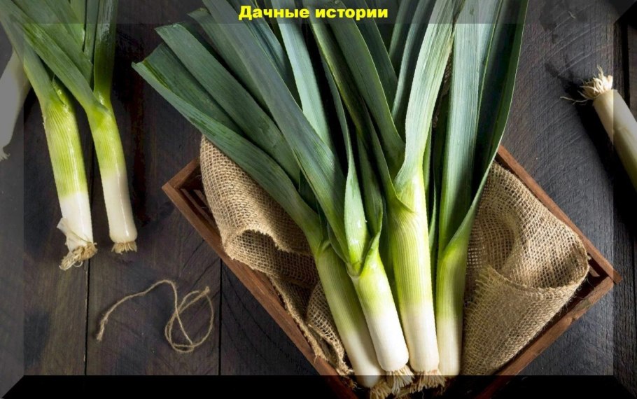 Лук порей и батун