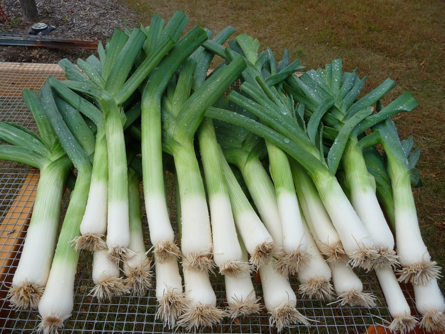 Лук репчатый и порей