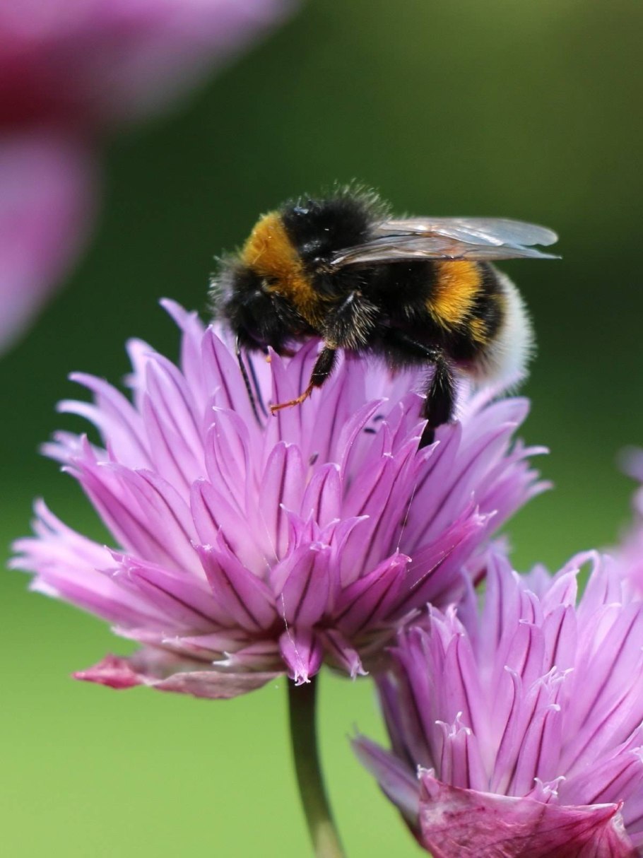 Трава для пчел фацелия