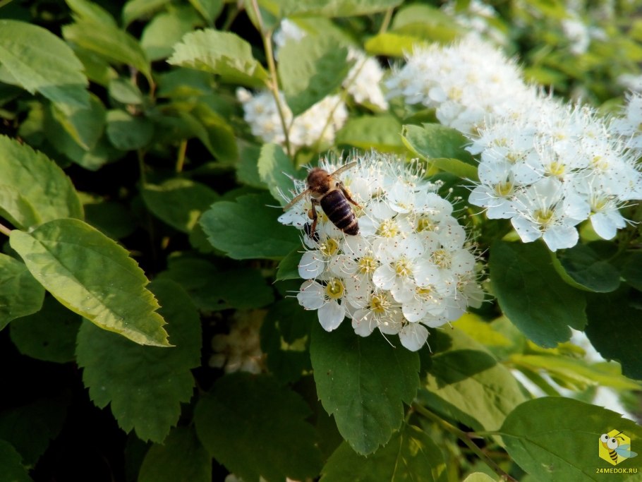 Желтый медонос