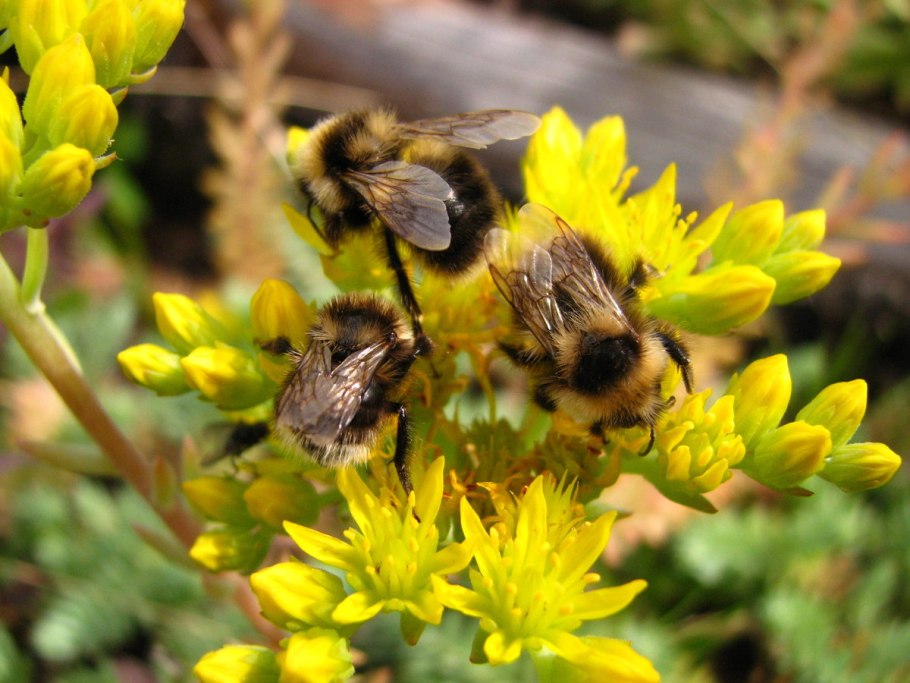 Медоносные травы для пчел