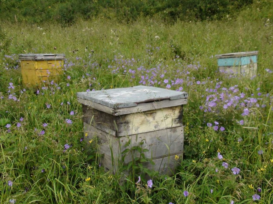 Донник желтый медонос