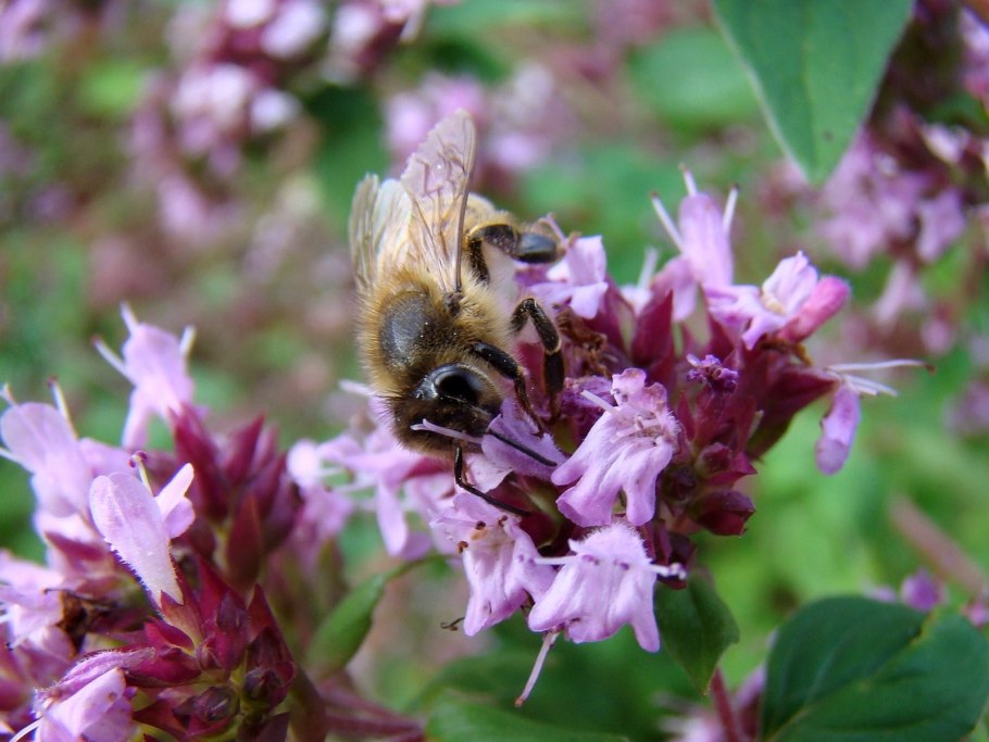 Куст для пчел