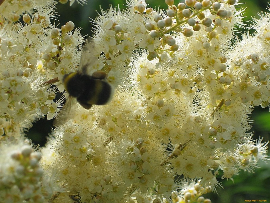 Иссоп медонос