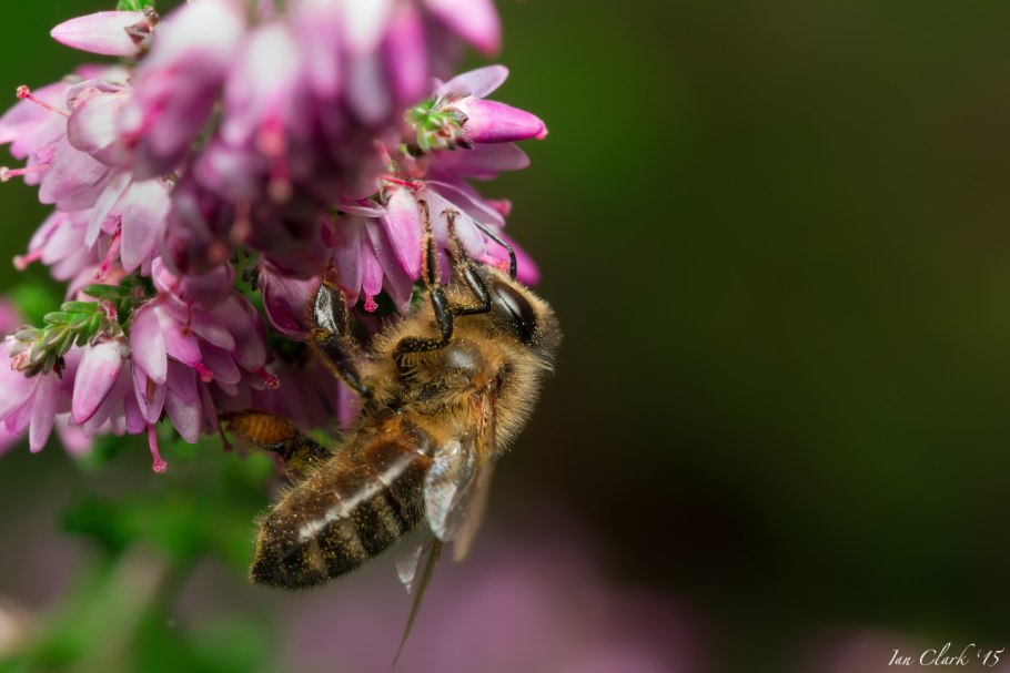 Иван чай медонос
