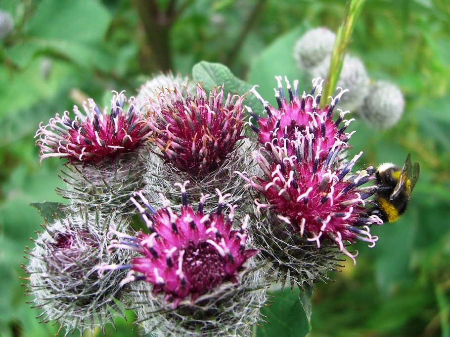 Травы и пчелы