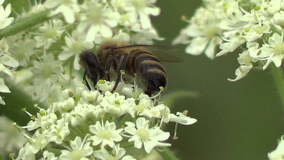 Медоносы для пчел