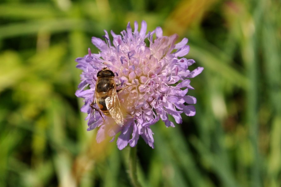 Цветок медонос фацелия