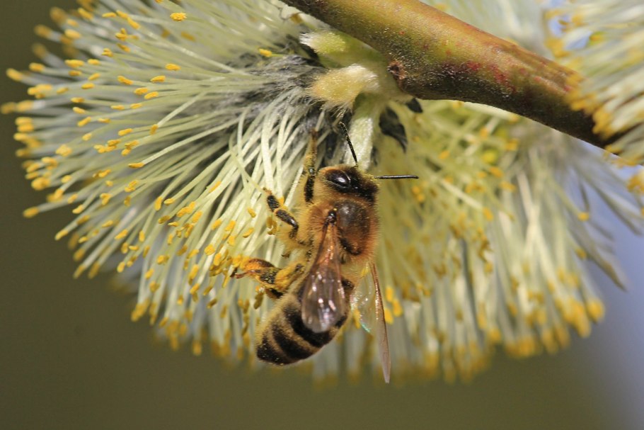 Медоносные травянистые растения