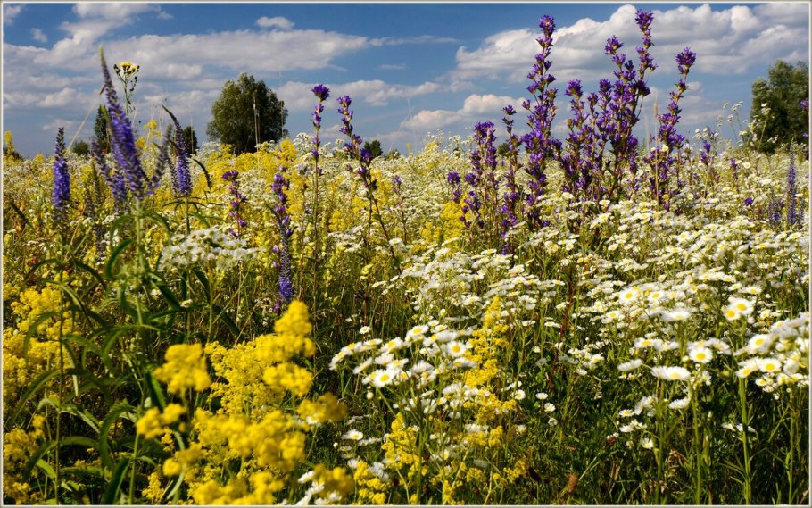 Иссоп лекарственный (Hyssopus officinalis)