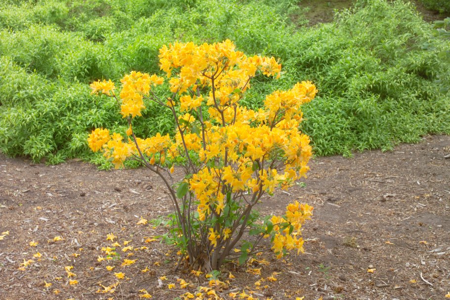 Azalea Golden Lights