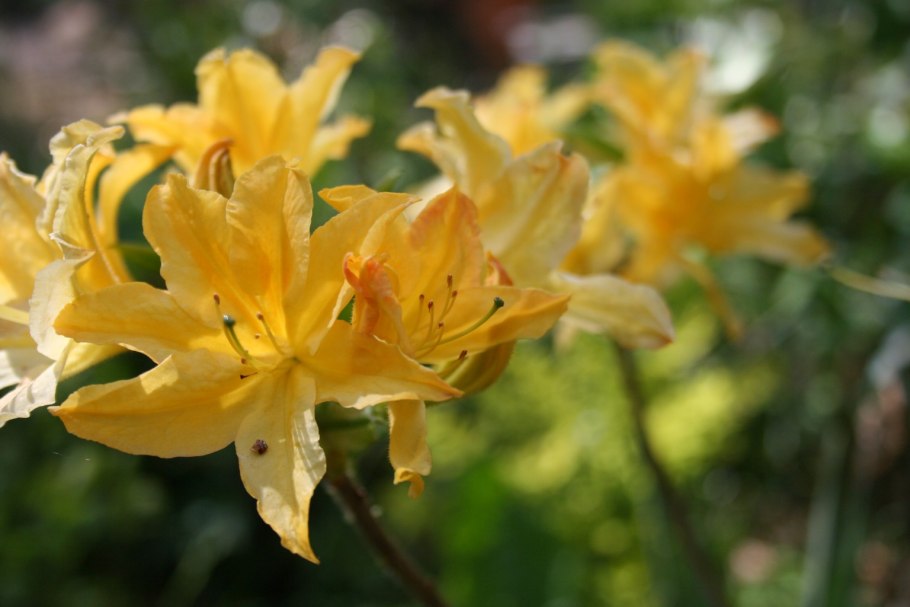 Рододендрон листопадный Голден Лайтс Rhododendron prinophyllum Golden Lights