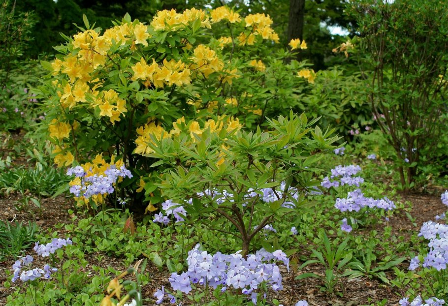 Rhododendron Northern Hi-Lights