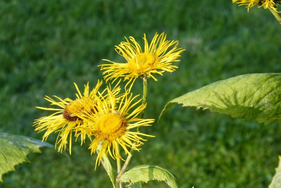 21. Девясил высокий {Inula Helenium)