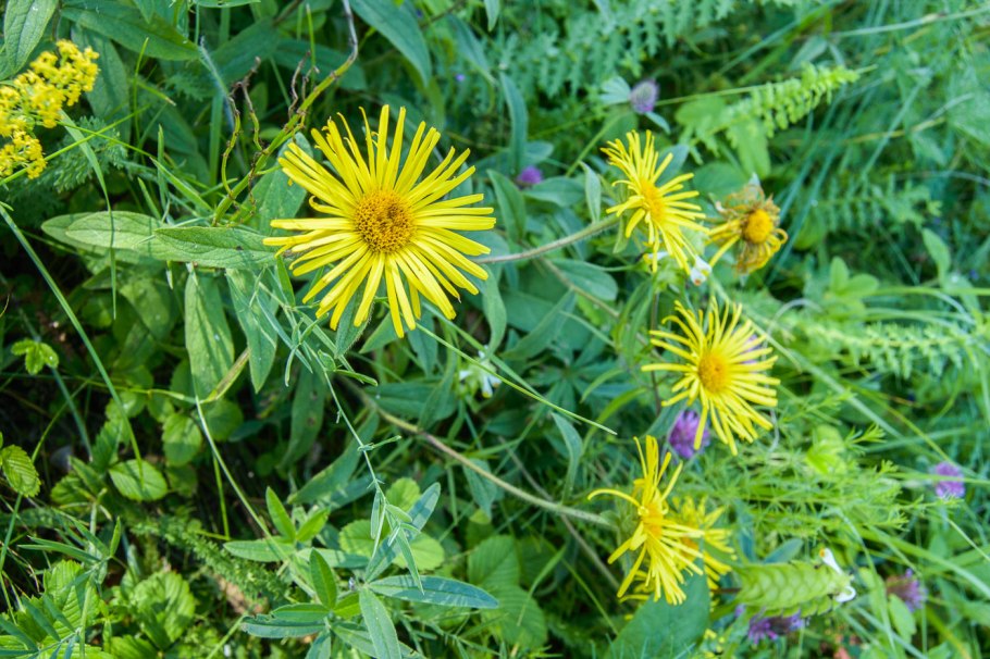 Девясил высокий (Inula Helenium)