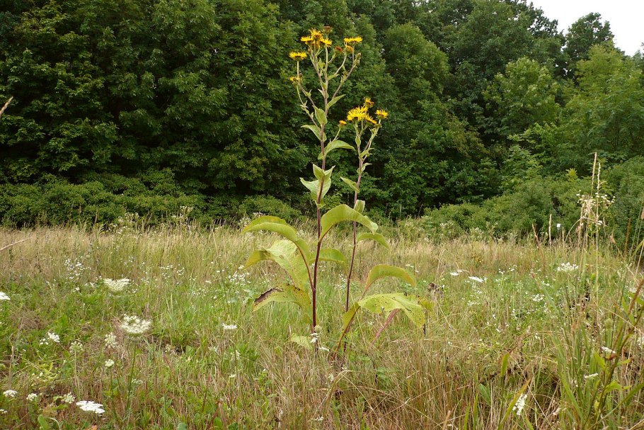 Девясил Каспийский Плантариум