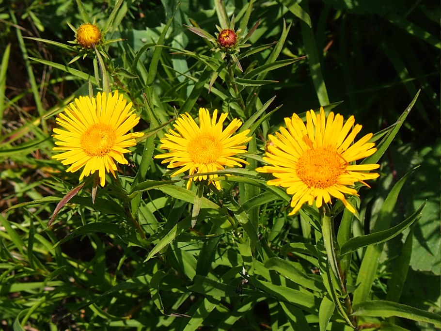 Девясил иволистный