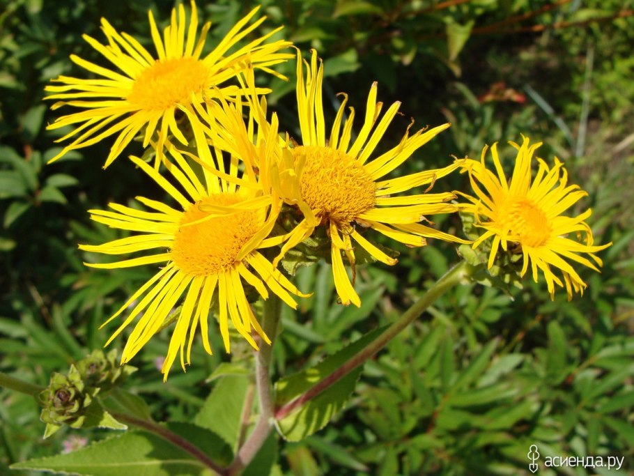 Аэлита девясил девять сил