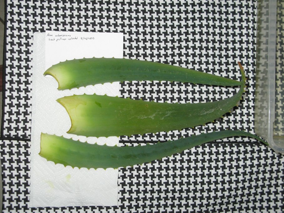 Алоэ Вера укоренение