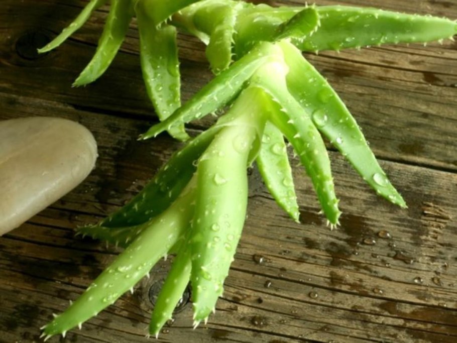 Алоэ Вера корни