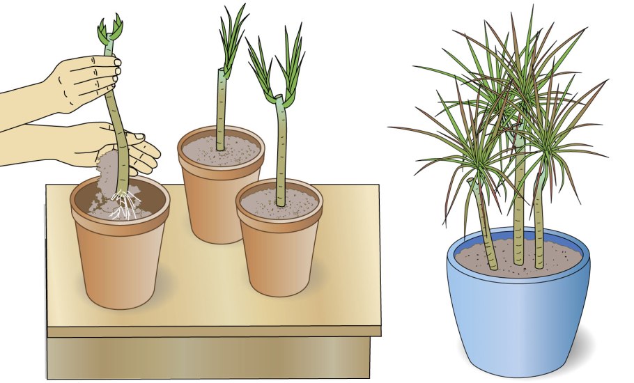 Алоэ камерунское